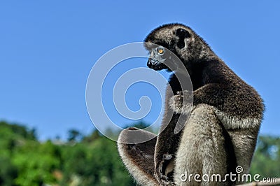 Crowned sifaka lemur Propithecus coronatus â€“ portrait, , Madagascar nature Stock Photo